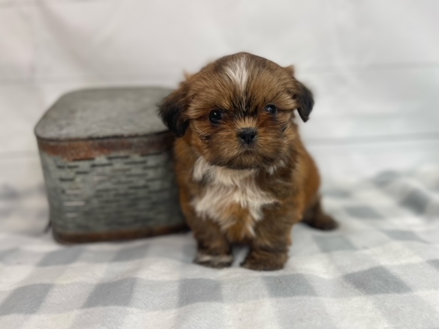 puppy, for, sale, Shih Tzu, Alisa  Breedlove, dog, breeder, Waynesville, MO, dog-breeder, puppy-for-sale, forsale, nearby, find, puppyfind, locator, puppylocator, aca